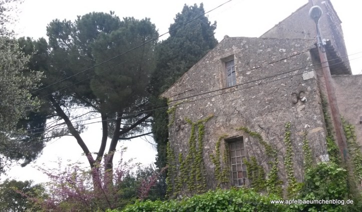 Ruine altes Haus Efeu