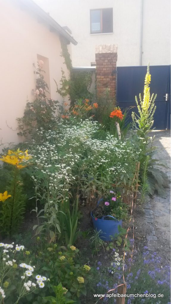 Blumen, Blüte, Pracht