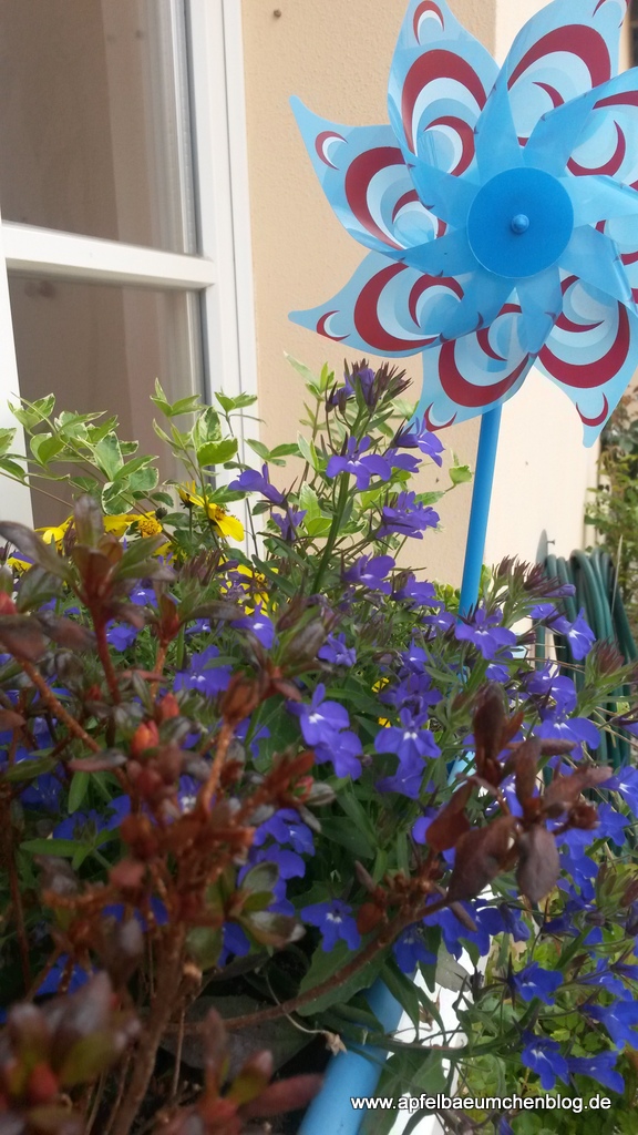 Windmühle, Blumenkasten