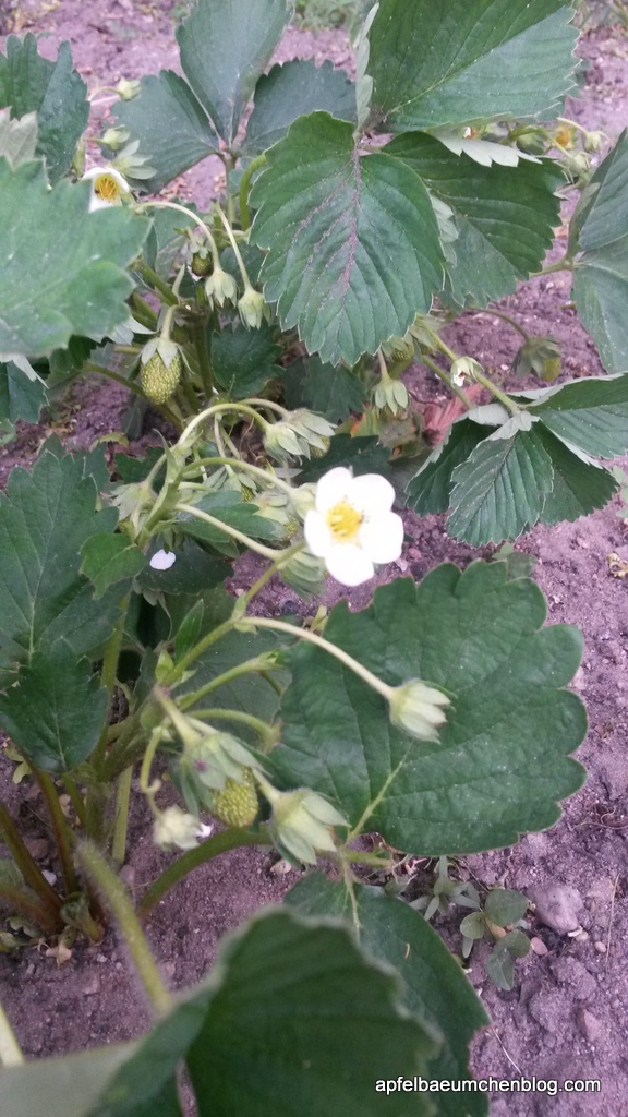 Erdbeere Blüte grüne Früchte