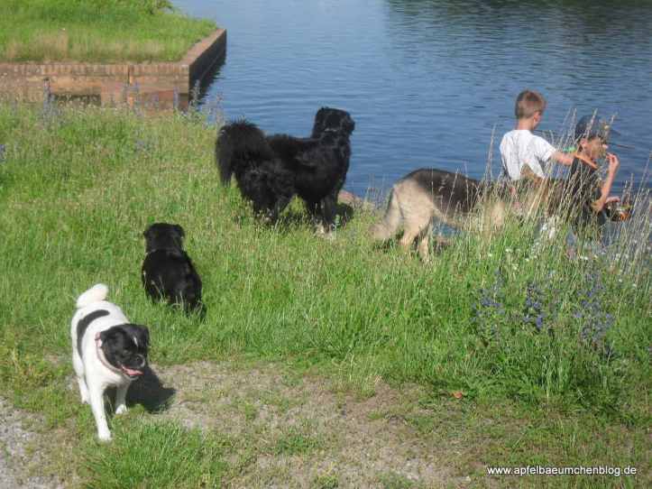 Hunde, Kinder, Wasser