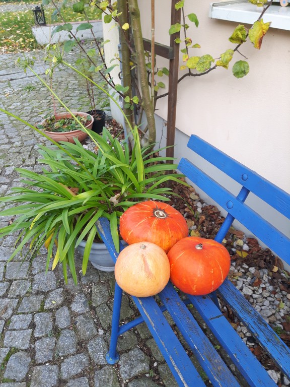 blaue Bank Speisekürbis orange